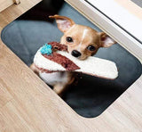 photo de petit chihuahua avec claquette dans la bouche sur tapis